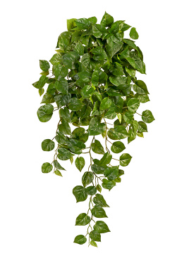 Филодендрон Элегант ампельный большой новый