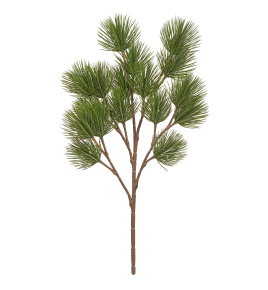 Ветка Сосны Белой японской Негиши