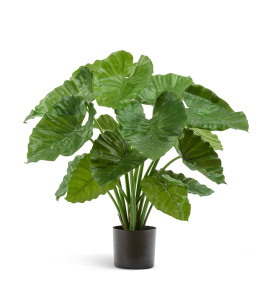 Алоказия Калидора куст