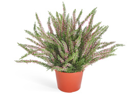 Эрика (вереск) большой куст нежно-розовый