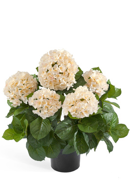 Гортензия куст большой крем-ваниль в горшке