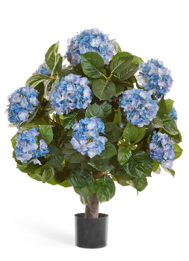 Гортензия куст Макси тёмно-голубой в горшке