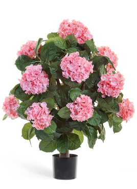 Гортензия куст Макси розовый в горшке