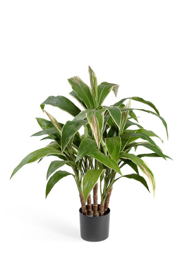 Кордилина в горшке (5 стволов)