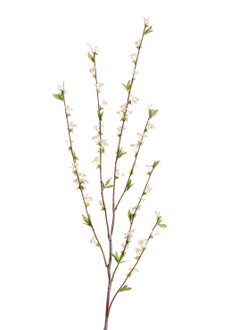 Ветка Спиреи белая средняя