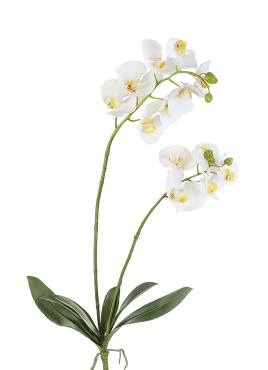 Орхидея Фаленопсис белая куст с корнями