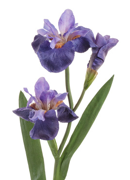 Ирис Сиберика тёмно-сиреневый 2цв,1бут