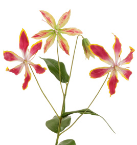 Глориоза ветка тёмно-розовая с жёлтым 3цв 1бут