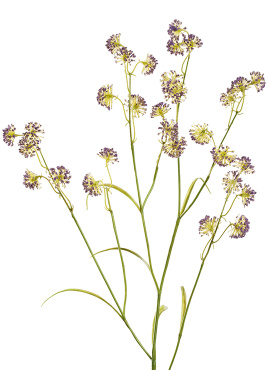 Астранция Вайлд фиолетовая