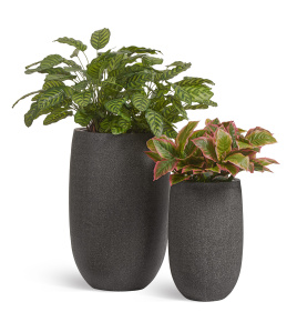 Сет № 22 - Композиция с Калатеями и Диффенбахией в кашпо Treez Effectory Stone Высокая чаша