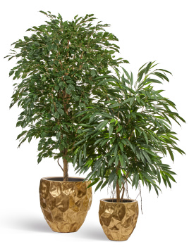 Сет № 38 - Фикус и Лонгифолия в кашпо Treez Effectory Metal Design Crumple Сусальное золото