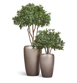 Сет № 104 - Композиция с бересклетами в матовых кашпо Treez Effectory Metal
