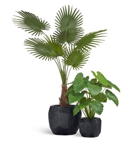 Сет № 161 - Композиция с пальмой Вашингтонией Прайм в кашпо Treez Effectory Anthra