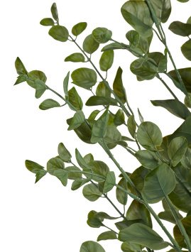 Эвкалипт куст припылённо-зелёный