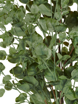 Эвкалипт куст припылённо-зелёный