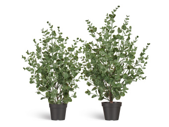 Эвкалипт куст припылённо-зелёный