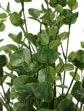 Эвкалипт куст зелёный