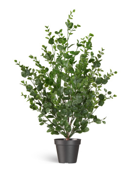 Эвкалипт куст зелёный