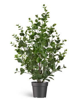 Эвкалипт куст зелёный