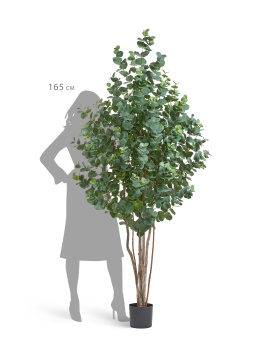 Эвкалипт серебристый многоствольный