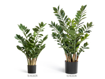 Замиокулькас кустовой Мидл