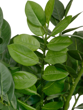 Замиокулькас кустовой