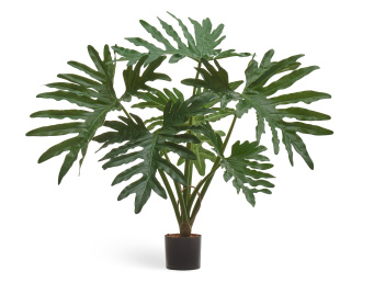 Филодендрон Селло Литл куст