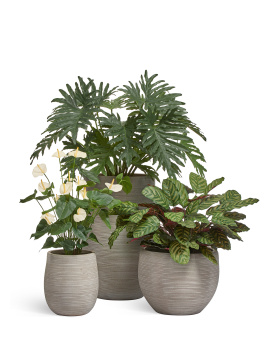 Филодендрон Селло Мидл куст