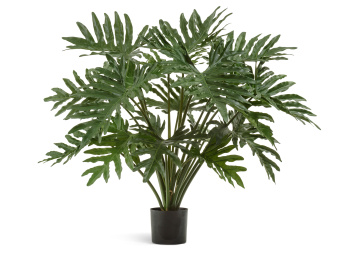 Филодендрон Селло Мидл куст