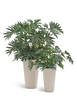 Филодендрон Селло Лардж куст