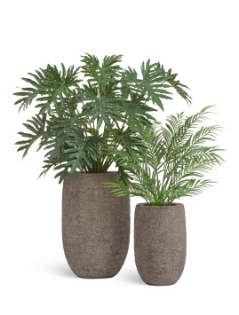 Филодендрон Селло Лардж куст