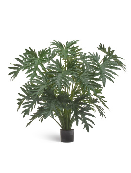 Филодендрон Селло Лардж куст