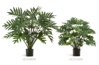 Филодендрон Ксанаду Мидл куст