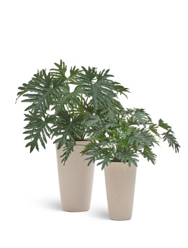 Филодендрон Ксанаду Мидл куст