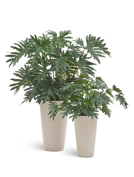 Филодендрон Ксанаду Мидл куст