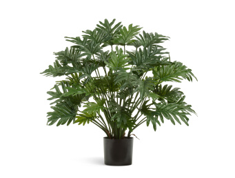 Филодендрон Ксанаду Мидл куст