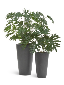 Филодендрон Ксанаду Лардж куст