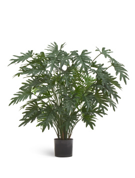 Филодендрон Ксанаду Лардж куст