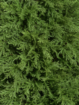 Кипарис Тауэр уличный