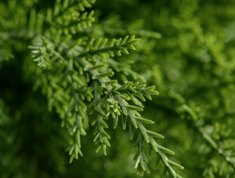 Кипарис Тауэр уличный