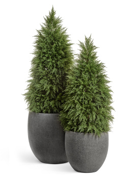 Кипарис Тауэр уличный