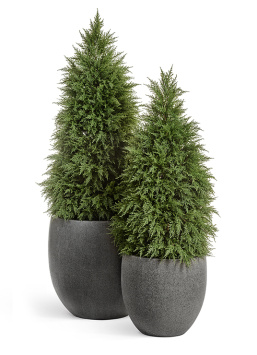 Кипарис Тауэр уличный