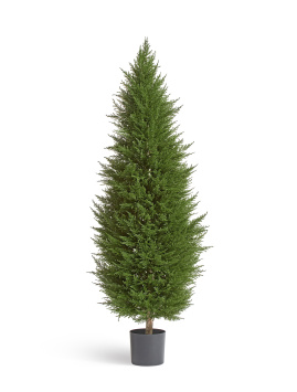 Кипарис Тауэр Элегант уличный