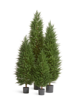 Кипарис Тауэр Элегант уличный