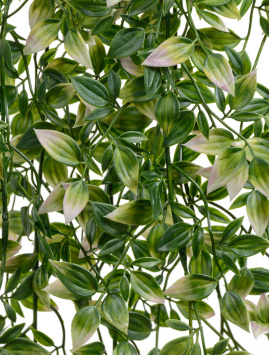 Традесканция зелёная с розовым