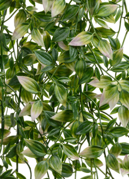 Традесканция зелёная с розовым