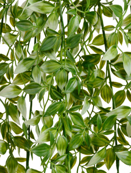 Традесканция бело-зелёная