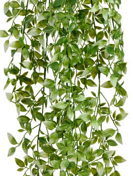 Традесканция бело-зелёная