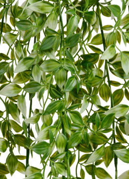 Традесканция бело-зелёная