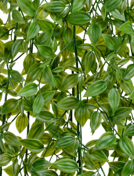 Традесканция зелёная